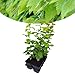 Happy Plants Carpinus betulus Heinbuche Weißbuche 6 Stück I 40 cm x ⌀9 cm, ideal als Sichtschutz, Heckenpflanze Laubbaum Gartenhecke Buchenhecke Buche Hecke, frisch aus unserer Gärtnerei Sichtschutz I günstig Kaufen-Happy Plants Carpinus betulus Heinbuche Weißbuche 6 Stück I 40 cm x ⌀9 cm, ideal als Sichtschutz, Heckenpflanze Laubbaum Gartenhecke Buchenhecke Buche Hecke, frisch aus unserer Gärtnerei