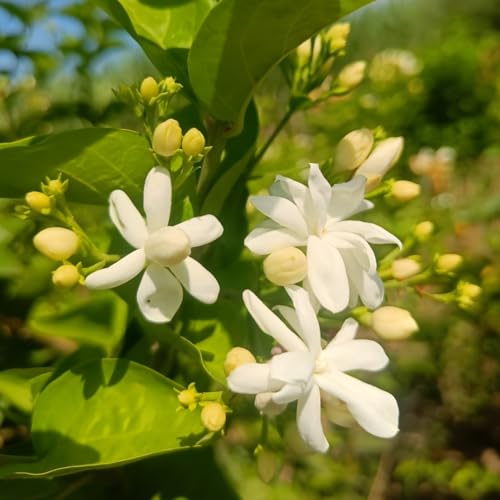 Image of Chameli Jasmine Live Flowering Plant with Pot | Mogra Plant Live | Fragrant White Jasmine Flower Plant for Home Garden Balcony Terrace Indoor Outdoor