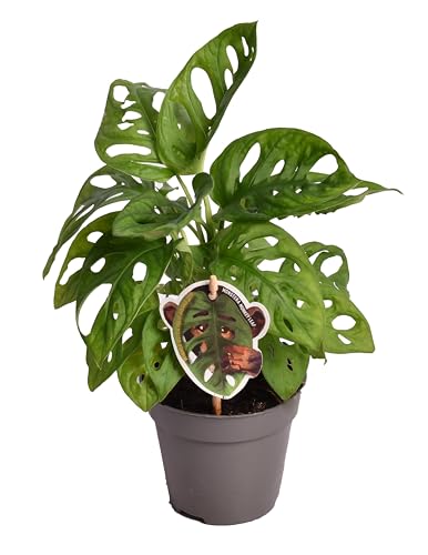 Monstera Monkey Leaf mit Moosstab - Fensterblatt-Lochpflanze Topf Ø 12 Höhe 45 cm luftreinigende Zimmerpflanze