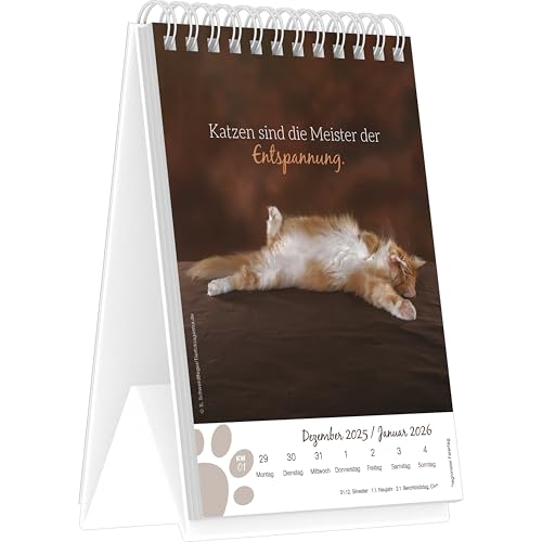 Alpha Edition - Katzenglück 2026 – Tischkalender 10,5×14,8 cm mit 53 Katzenmotiven & Sprüchen, dekorativer Aufstellkalender für Zuhause & Büro, perfektes Geschenk für Katzenliebhaber