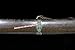 Metal Handle Tiger Broadsword Mongolian Saber Cavalry Knife Folded Damascus Steel Blade Sharp Chinese Kungfu Dao Sword Katana