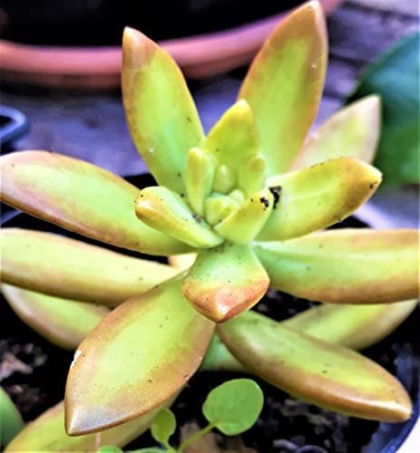 Sedum nussbaumerianum (Stonecrop). The Jellybean Plant. Fantastic Golden Succulent. in 7cm Pot Organic.
