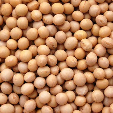 国産 大豆 味噌用 【令和6年産】 北海道産 中粒白目大豆 とよまさり 10kg