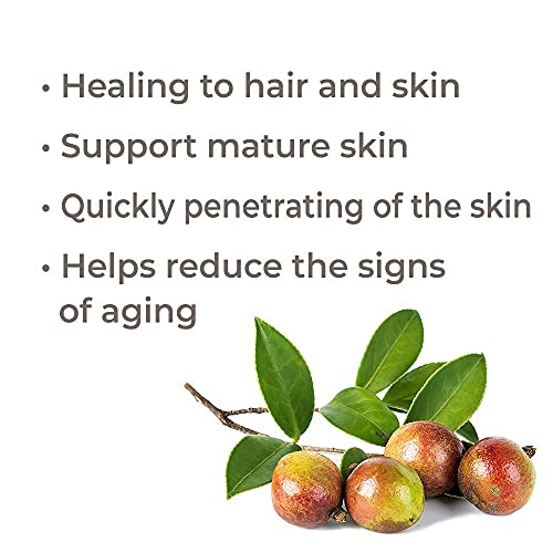 Plant Therapy Camellia Seed Carrier Oil 16 Oz Base Oil For Aromatherapy, Essential Oil Or Massage Use #TOP1