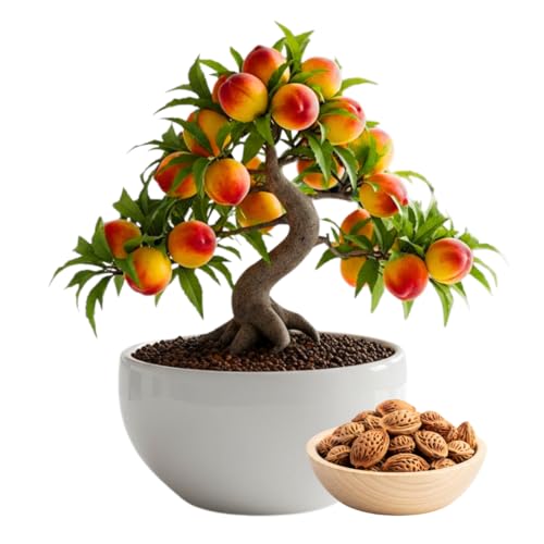 Bonsai Peach Tree Seeds – 2 Large Seeds for Miniature Fruit-Bearing Trees – Easy to Grow, Hardy, Produces Sweet Peaches - Great for Beginner Bonsai - Ideal for Home Garden