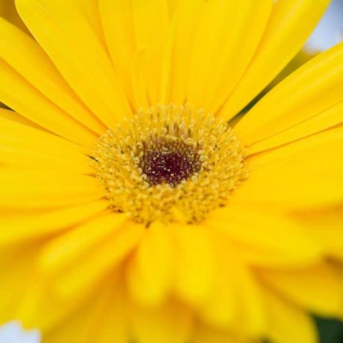 Park Seed Majorette Yellow Dark Eye Gerbera Seeds