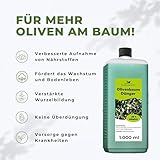 Flora Boost Olivenbaum Dünger Flora Boost 1000ml I Für bis zu 200L Gießwasser I Langzeitdünger für verbesserte Blütenbildung I Flüssiger Blatt- & Wurzeldünger I 100% natürlicher Pflanzendünger