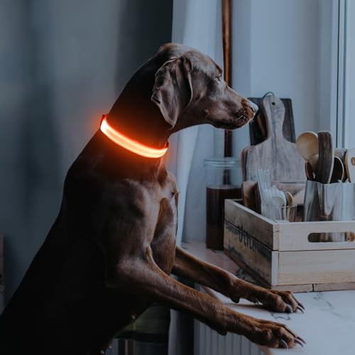 Illumifun LED Leuchthalsband für Hunde - USB-wiederaufladbar Leuchthalsband Hund, Wasserdicht & Größenverstellbar für Mittel Hunde (Orange, M)