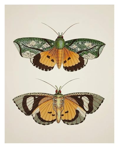 Imprimés d'insectes rétro en toile 50x70cm pour sublimer un mur nu