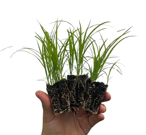 Fox Sedge Starter Plant Plug (3)