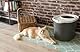 Iris Ohyama Katzenklo mit Schaufel, bis 7 kg, Grau/Weiß, mit Deckel, Katzentoilette, leicht reinigen, Für große Katzen, Kätzchen, geschlossen, XXL Toilette, BPA-frei, Cat Litter Box, TECL-20