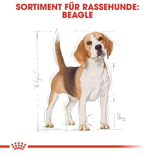 ROYAL CANIN Beagle Adult Trockennahrung für Hunde – 12 kg