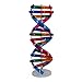 YZILXY DNA-Modelle Doppelhelix-Modell Menschliche DNA-Doppelhelix-Modellkomponenten Wissenschaft Pädagogisches Lehrinstrument Spielzeug