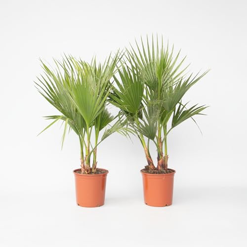 Plant in a Box - Washingtonia Robusta - 2er Set - Mexikanische Fächerpalme - Palmen Winterhart draußen - Tropische Palme - Topf 21cm - Höhe 70-90cm