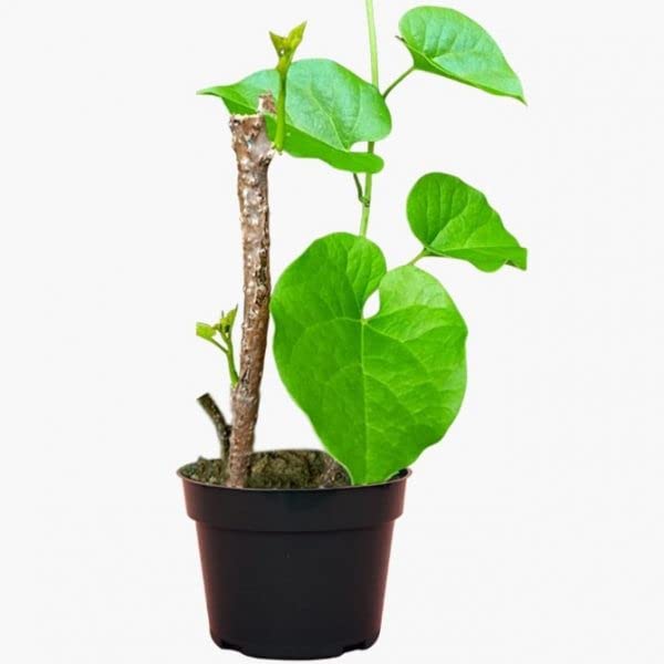 Sumit Greenery Natural Giloy Neem Tree live plant for immunity plant bel with pot (B0B5B7BL36) Amazon Price History, Amazon Price Tracker