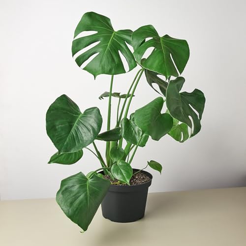 Philodendron Monstera Split-Leaf | Live Plant for Indoor & Outdoor