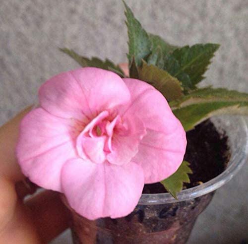 Achimenes Imported Flower Bulbs for Home Gardening Pack of 10 bulbs By Zabbus Pink (B0BZJX94Q8) Amazon Price History, Amazon Price Tracker