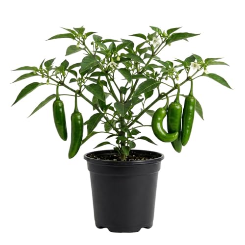Hot Serrano Pepper Plant Live, 4" Pot