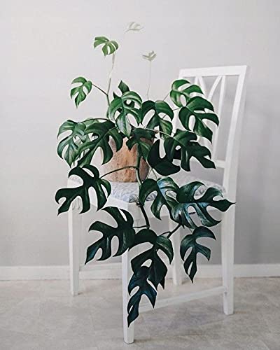 ExoticRarePlant Philodendron Minima : Amazon.in: Garden & Outdoors