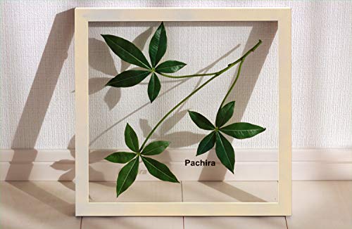 [tpl Forest Deco Pachira(pL) zCgt[ G CeA Ǌ| A[g |X^[ tbN C sJ\ z