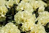 Rhododendron Hybride 'Stadt Westerstede' 30–40 cm – Winterhart, Immergrün & Mehrjährig – Rhododendron – Zierstrauch für Garten & Kübel