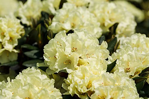 Rhododendron Hybride 'Stadt Westerstede' 30–40 cm – Winterhart, Immergrün & Mehrjährig – Rhododendron – Zierstrauch für Garten & Kübel