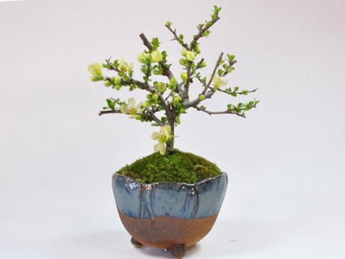 四方鉢 花鳥牡丹図 彩花三角梅年夜花鉢 植木鉢 盆栽鉢 小品盆栽鉢 大品盆栽鉢 四方鉢 花鳥牡丹図 彩花三角梅年夜花鉢 植木鉢 盆栽鉢 小品