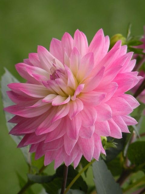 See full amazon price history chart for Gebdinsh Garden® Imported Dahlia Flower Bulbs For Gardening | Pack Of 2 Bulbs (Baby Pink) Gebdinsh Garden® Imported Dahlia Flower Bulbs For Gardening | Pack Of 2 Bulbs (Baby Pink) (B0D8Y9855W) Amazon Price History, Amazon Price Tracker