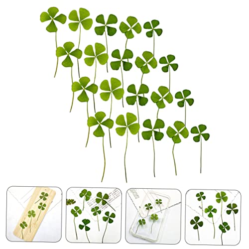 Dried Pressed Four-Leaf para Manualidades Pack 24 piezas miniatura 5