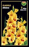 Bulbo de flor gladiolo color albedaran 5 unidades calibre 12/14 - Semillas Iluro