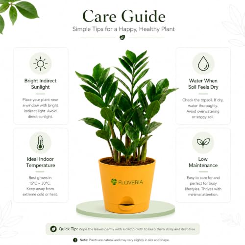 Image of Zamia ZZ Plant Indoor Live Plant with Pot | Low Maintenance Air Purifying House Plant | Indoor Plants for Home & Office | Lucky Green Plant | Decorative Live Plant