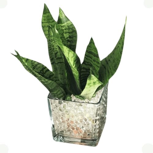 Espada De São Jorge Natural 3 Mudas em Vaso de Vidro para Decoraç...