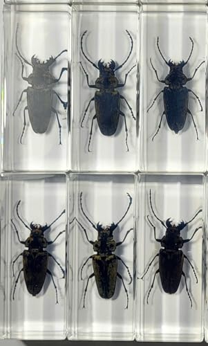 Image of 4.3 inch Real Trictenotomid Beetle in Crystal Clear Lucite Resin Specimen Preserved Large Trictenotoma Davidi Deyrolle Insect Paperweight Taxidermy Collection for Biology Science Education Display