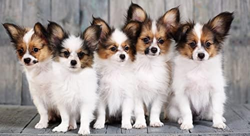 Amazon かわいいパピヨン犬の動物の風景 大人のためのdiyダイヤモンドペインティングキット 5dフルラウンドドリルダイヤモンドペインティングキット刺繡芸術家の装飾 40x50cm 刺しゅうキット 通販 Amazon かわいいパピヨン犬の動物の風景 大人のためのdiyダイヤモンドペインティングキット 5dフルラウンドドリルダイヤモンドペインティングキット刺繡芸術家の装飾 40x50cm 刺しゅうキット 通販