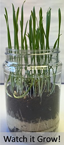 Terrarium Science Kit. (New & Improved-Includes Horticultural Charcoal) Build Your Own Miniature Garden. Great for Students Who Want to Learn About Botany, Eco-Systems and The Life Cycle of Plants.