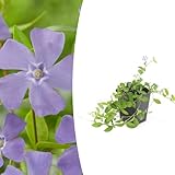 Plantenboetiek.nl