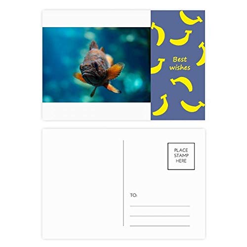 Poisson tropical Organisme marin Banana carte postale lot 20pcs multicolore pour écrire un merci