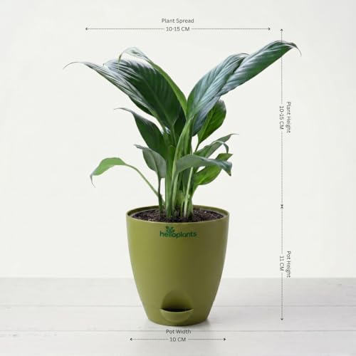 Image of Peace Lily, Areca Palm & Snake Plant Live Indoor 3-Plant Combo in 4-Inch Self-Watering Matte Green Pots | Easy-Care, Air-Purifying Houseplants for Home, Office & Bedroom Decor