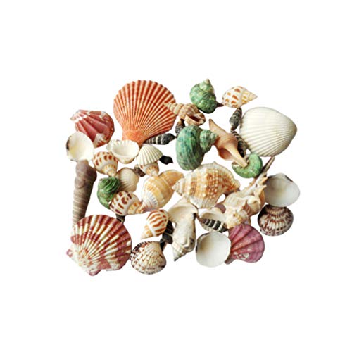 ARTIBETTER Conchas Do Mar Misturadas Conchas Do Mar da Praia Naturais para Diy Artesanato Enchimento