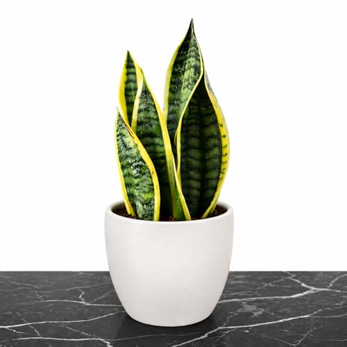 Snake Plant - Indoor Exotic Air Purifying Plant - The Ultimate Natural Air Purification - Tested and Studied By NASA Science - Comes with Bespoke Ceramic Pot. Large 50 + cm - Golden Flame Variety