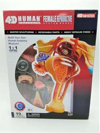 スカイネット 立体パズル 4D 人体解剖 No.15 雌性生殖器解剖 再販】スカイネット 立体パズル 4D VISION 人体解剖 No.15 雌性