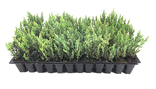 Spiny Greek Juniper - 20 Live Trees - Juniperus Chinensis #TOP5
