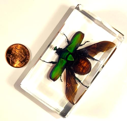 Image of 73mm Large Real Unicorn Green Chafer Beetle w /Open Wings in Crystal Clear Lucite Resin Crafts Specimen Preserved Insect Bug Taxidermy Collection for Biology Science Education & Desk Ornament Display