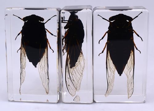 Image of 72mm Real Cicada w /Clear Wings in Crystal Lucite Resin Paperweight Specimen Preserved Cryptotympana Atrata Taxidermy Collection for Biology Science Education & Desk Ornament Display Supplies