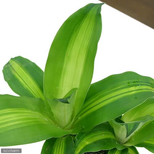 Amazon｜【charm】（観葉植物）ドラセナ マッサンゲアナ（幸福の木）1