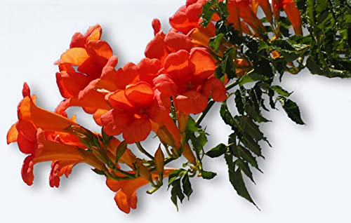 25 graines Fleurs à semer - Le Grenier d'Abondance - BIGNONE Orange - Campsis Radicans