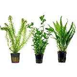 microsorum 📦 SPEDIZIONE SICURA E PROTETTA: Le nostre piante acquatiche vengono selezionate a mano e imballate con cura per garantire che arrivino fresche, idratate e pronte per essere inserite nel tuo acquario d'acqua dolce tropicale o fredda. Qualità viva garantita!