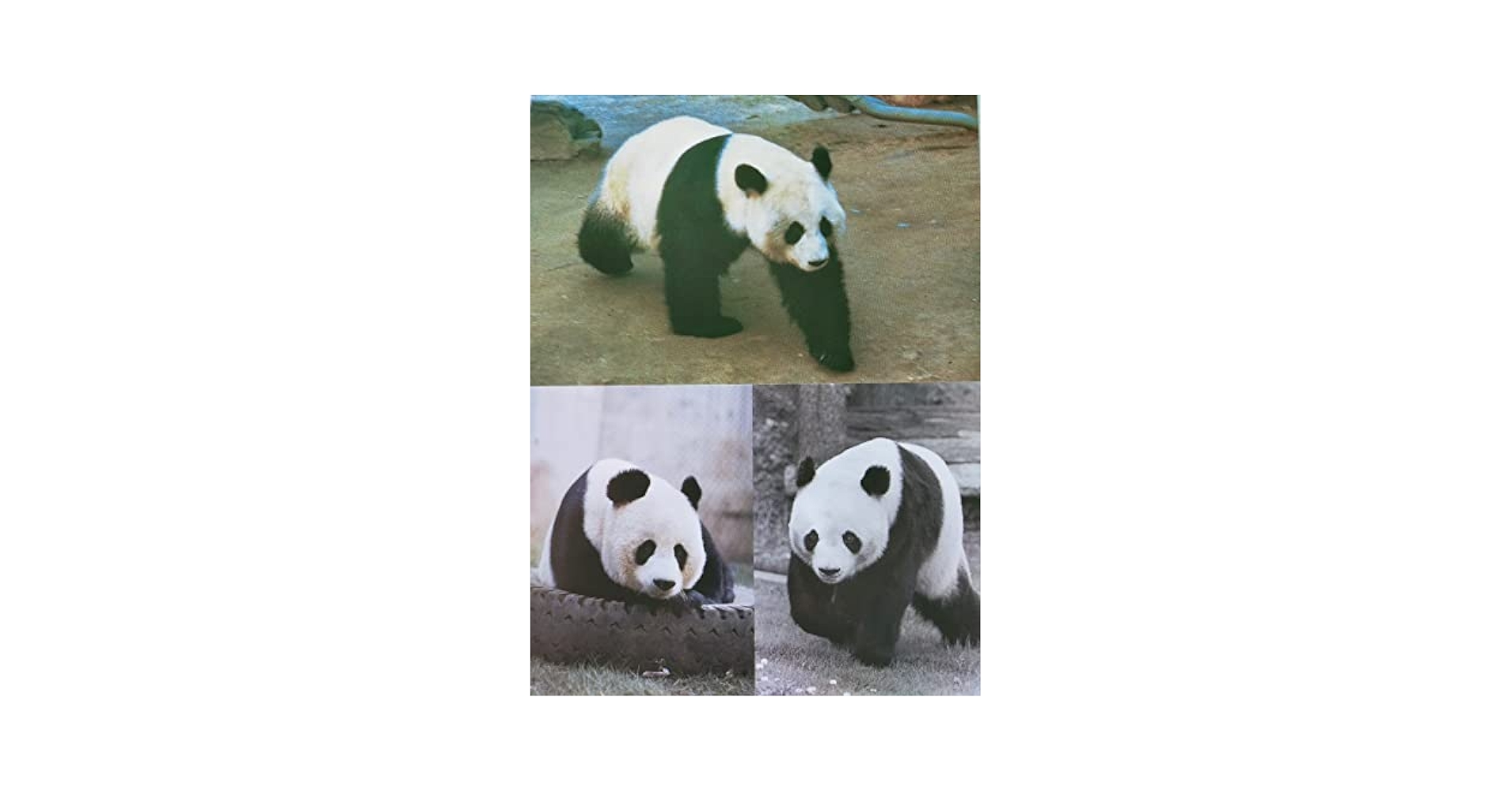 「希少/未使用」パンダ　ポストカード9枚綴り　カンカン　ランラン　上野動物園　② Yahoo!オークション -「カンカンランラン」の落札相場・落札価格