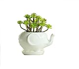 Es ist ein tolles Geschenk für Ihre Freunde, die Pflanzen oder Tiere lieben.