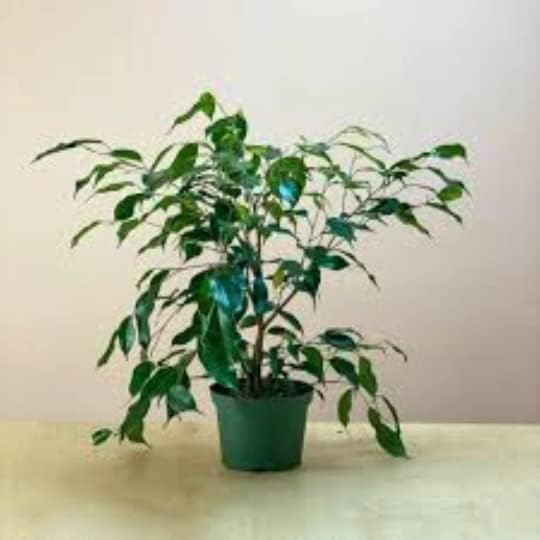 FicusAlii 👉🏼 Este Ficus De Hoja Estrecha Y Alargada No Bota